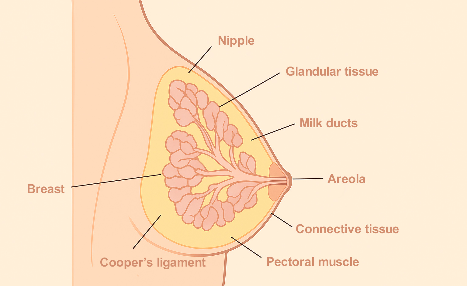 ساختار سینه طبیعی