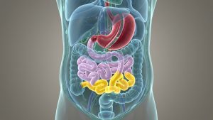 عمل ساسج چیست